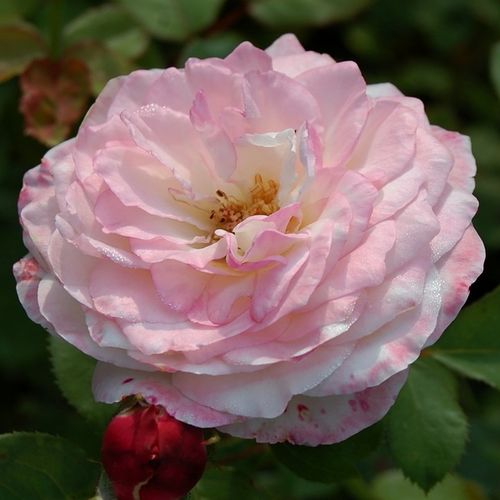 Rosen Online Shop - nostalgische rosen - weiß - Rosa Eliane Gillet™ - diskret duftend - Dominique Massad - -